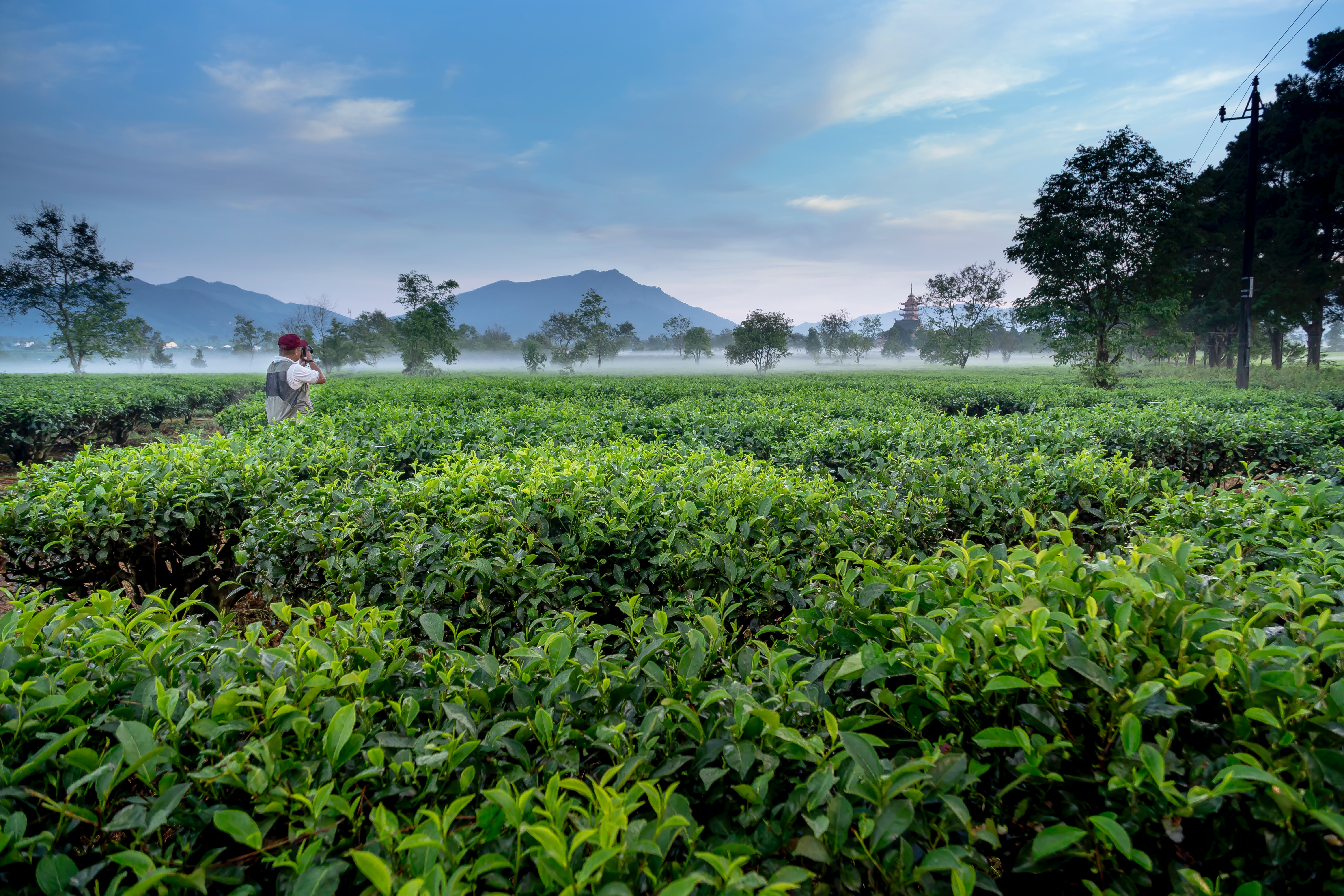 茶叶供应商：茶叶的用处有哪些？